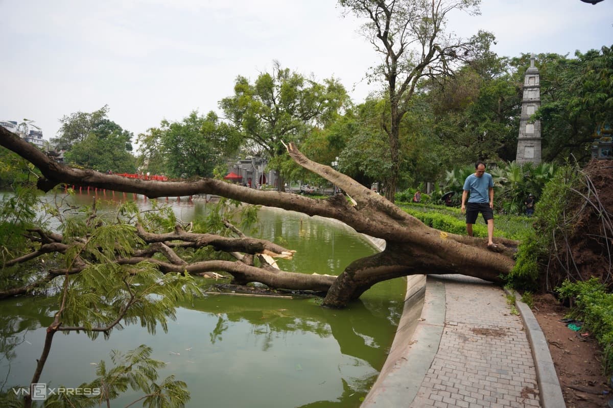 Trung tâm Hà Nội vẫn ngổn ngang cây đổ sau một tuần bão Yagi