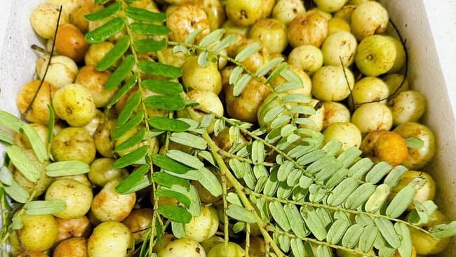 Không phải lê hay táo, đây mới là loại quả "thần dược" bổ phổi, tốt xương khớp, từ mạng xã hội ra đường phố đều đang săn đón