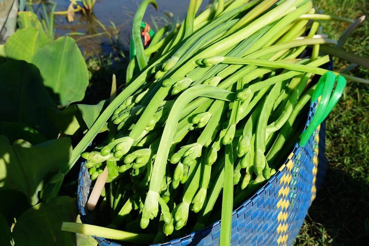 Loại rau xưa cho lợn ăn, nay thành đặc sản được dân phố ưa chuộng, 120.000 đồng/kg