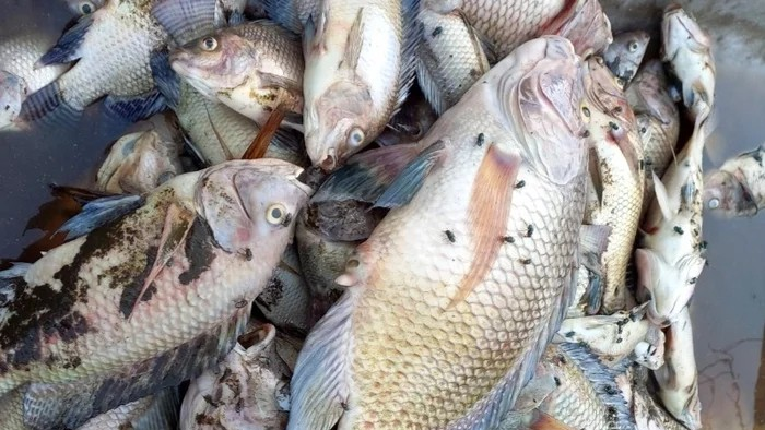 4 loại cá 'ngậm' đầy độc tố, rẻ đến mấy cũng đừng mua