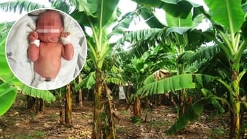Bé sơ sinh bị bỏ rơi bên bụi chuối ở Hà Nội, cơ thể có nhiều vết bầm tím, côn trùng đốt: Ai là người thân liên hệ bệnh viện ngay!