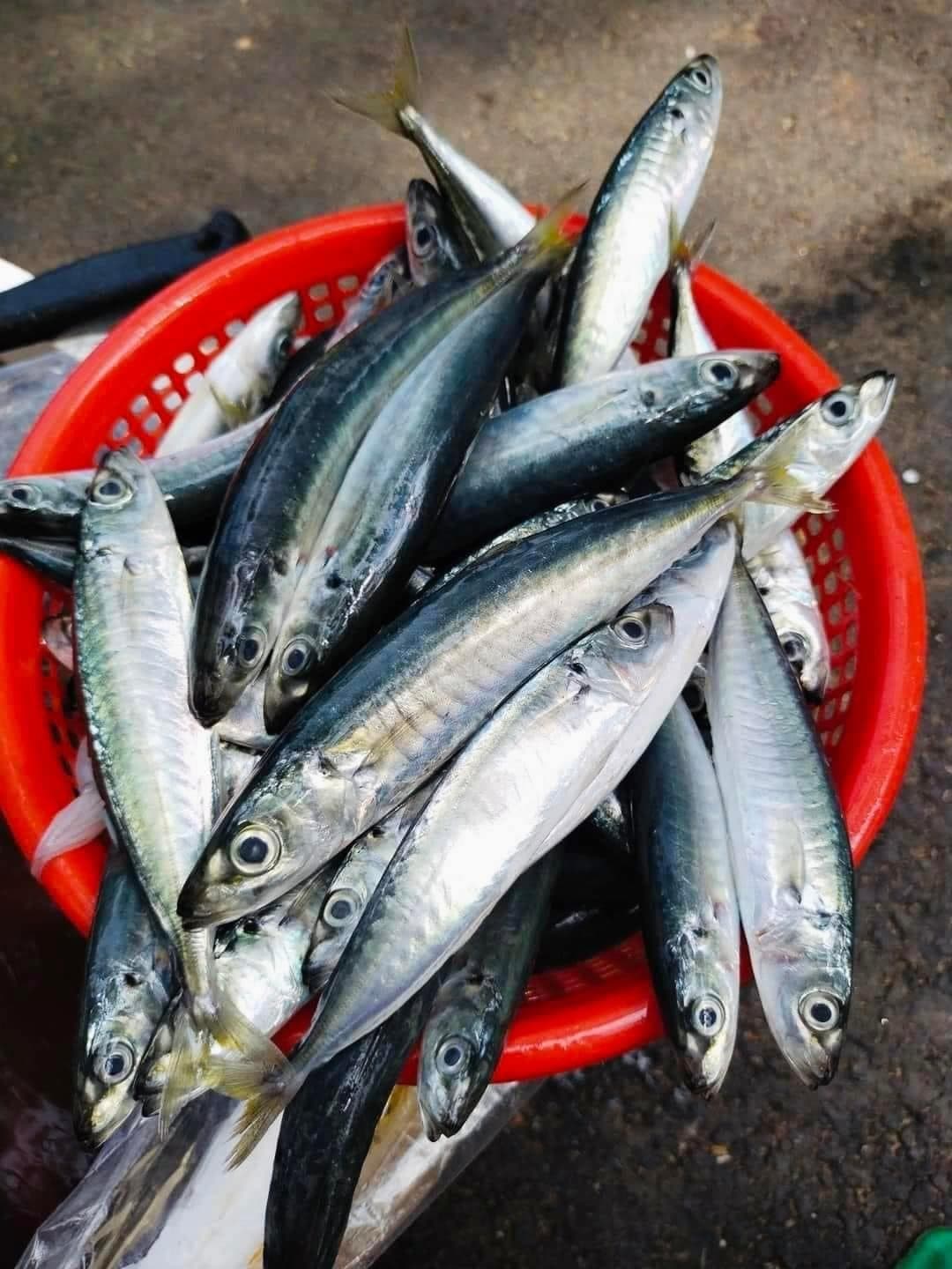 Gặp loại cá này ở chợ thì mua ngay, ngon hơn cao lương mỹ vị, bổ ngang tổ yến nhân sâm