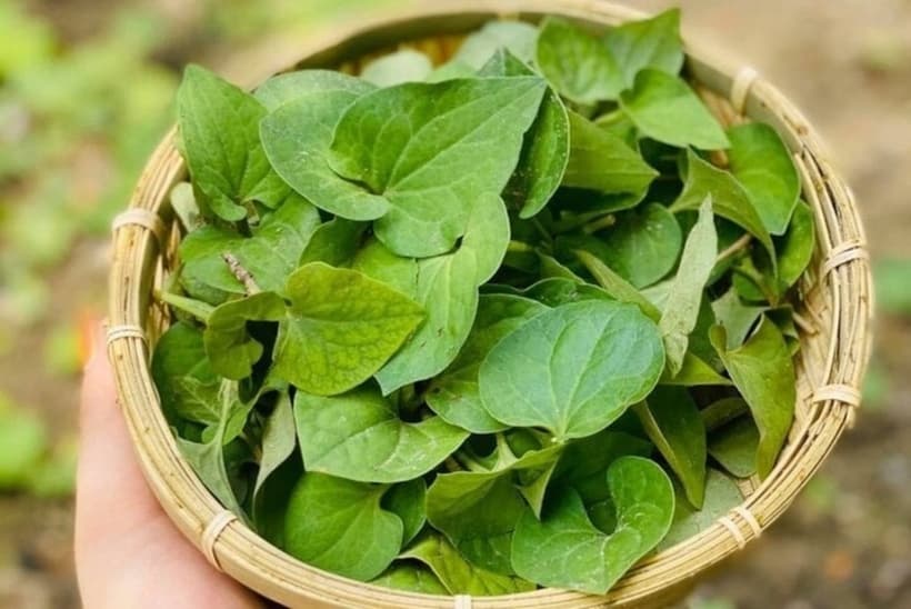 Loại rau được ví là 'nỗi ám ảnh' của nhiều người, tốt cho gan