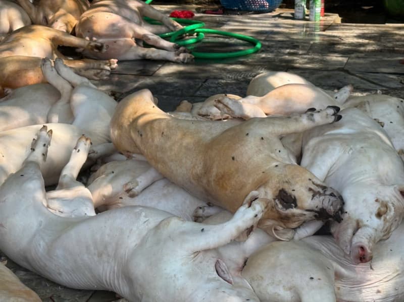 Rùng mình hơn 1 tấn thịt lợn tím tái, ruồi bu kín chuẩn bị lên lò nướng phục vụ thực khách
