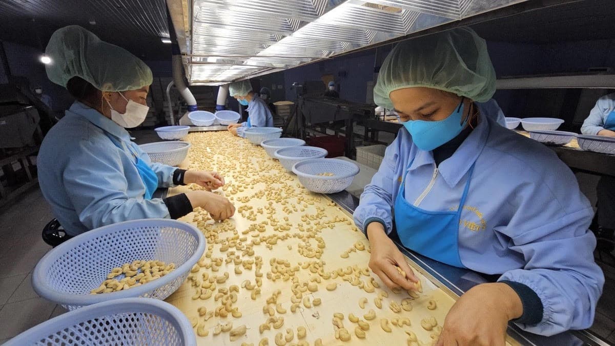 Loại hạt được đánh giá "tốt bậc nhất thế giới", Việt Nam xuất khẩu số 1 toàn cầu suốt nhiều năm
