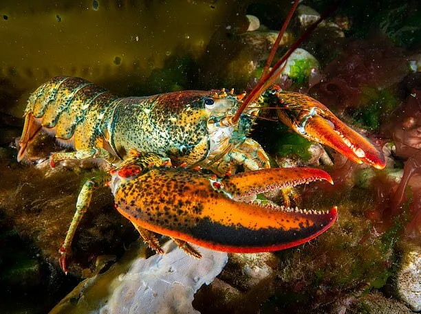 Phát hiện hạt vi nhựa trong loại hải sản đắt đỏ bậc nhất