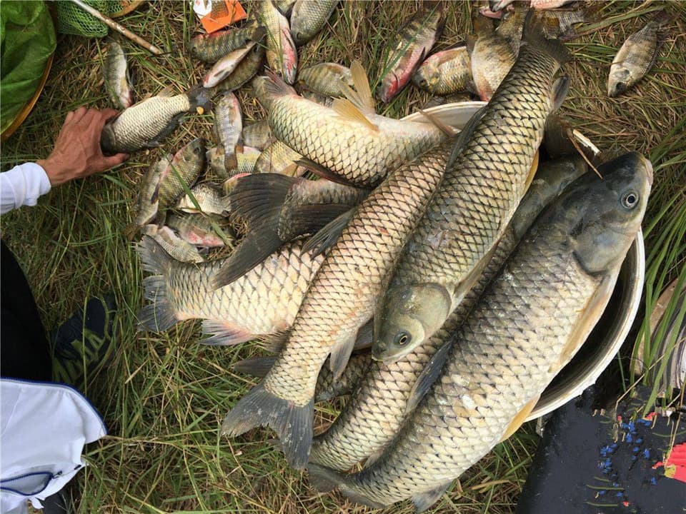 3 loại cá dễ “ôm ổ ký sinh trùng”, dân buôn cũng ngại ăn