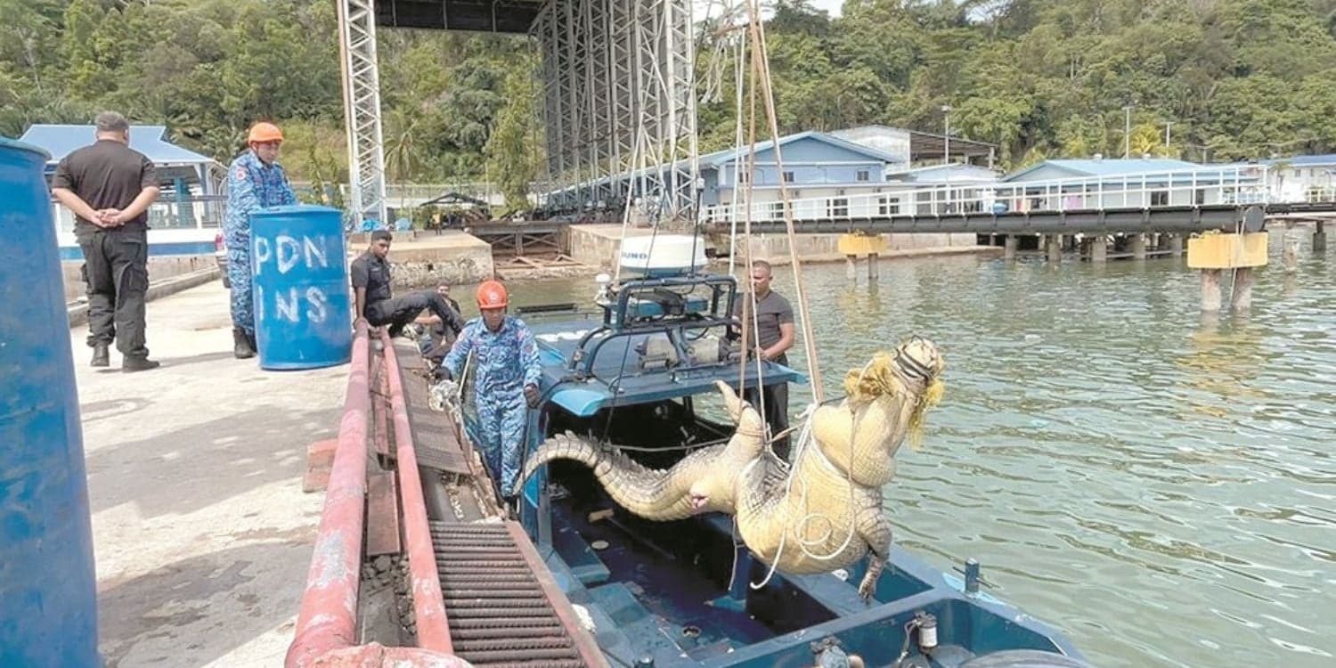 Người dân bắt được cá sấu khổng lồ dài 4 mét, nặng 500kg