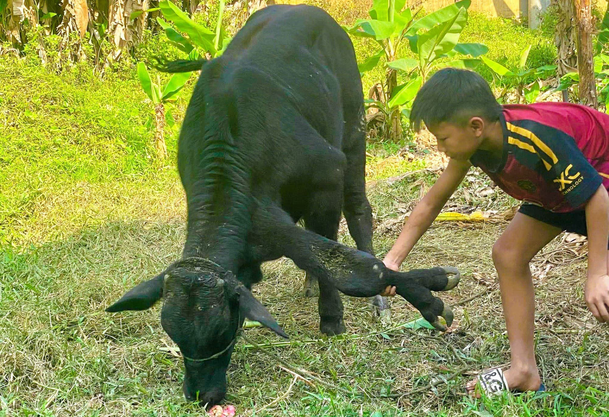 Xôn xao con bò có 6 chân, 2 chân "mọc" ở cổ