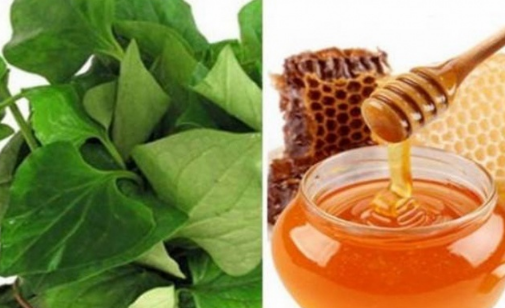 5 cách làm mặt nạ rau diếp cá giúp trị mụn, giảm thâm, làm dịu da mùa hè